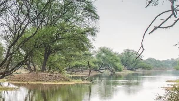 Beautiful lake in the Keolado National Park, India — Stock Video