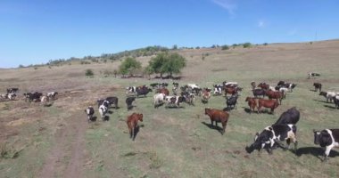 Bir çiftliğin tarlalarında otlayan inekler.