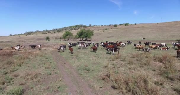 Vacas de um leite que apascenta em campos de uma fazenda. — Vídeo de Stock