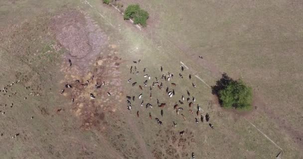 Vacas de pastoreo lechero en los campos de una granja. — Vídeos de Stock