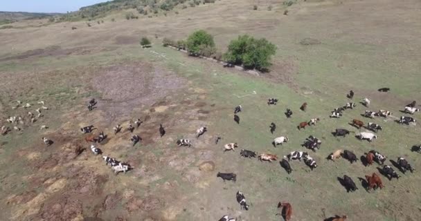 Kühe einer Molkerei weiden auf den Feldern eines Bauernhofs. — Stockvideo