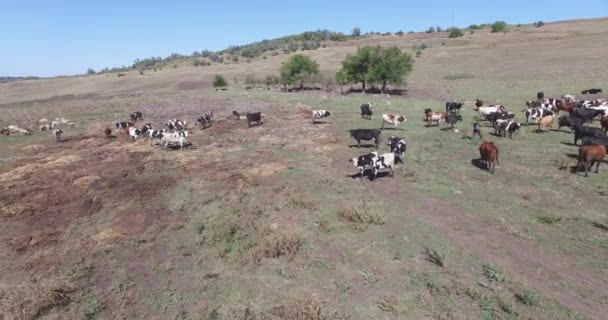 Koeien van een melkveebedrijf die grazen op velden van een bedrijf. — Stockvideo