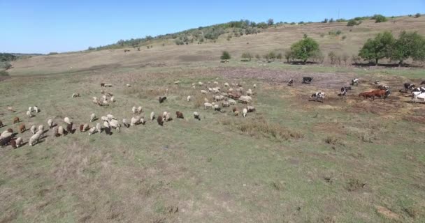 농장의 들판에서 풀을 뜯고 있는 낙농장의 소들. — 비디오