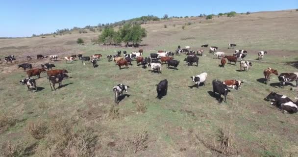 Vacas de um leite que apascenta em campos de uma fazenda. — Vídeo de Stock