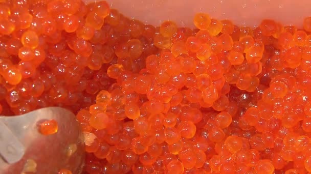 Caviar salgado granulado Pacífico peixe vermelho selvagem como fundo alimentar . — Vídeo de Stock