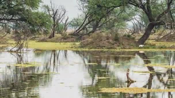 Hermoso lago en el Parque Nacional Keolado, India — Vídeo de stock