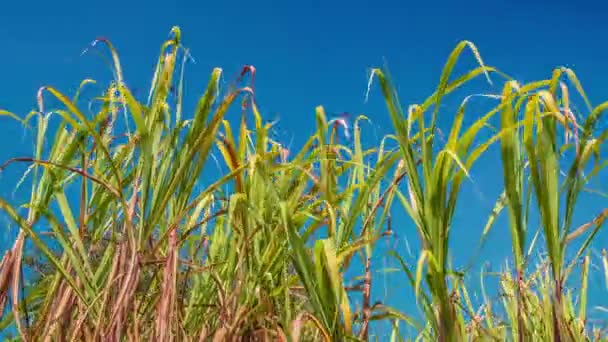 Sugarcane field, India, Southeast, Asia. — 图库视频影像