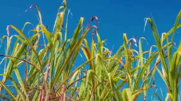 Sugarcane field, India, Southeast, Asia. — 图库视频影像