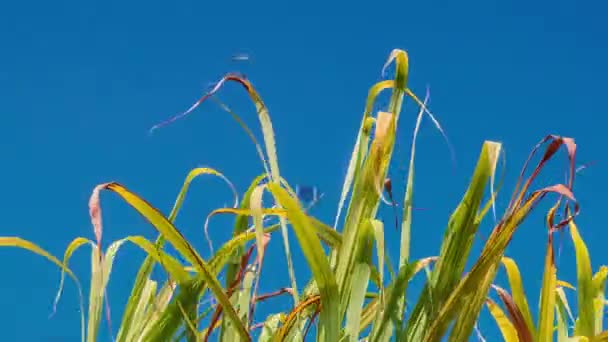 Campo di canna da zucchero, India, sud-est, Asia . — Video Stock