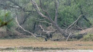 keolado Milli Parkı, Hindistan'ın güzel göle