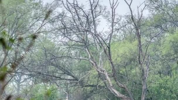 Hermoso lago en el Parque Nacional Keolado, India — Vídeo de stock