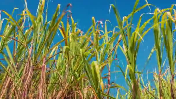 Campo de caña de azúcar, India, sureste, Asia . — Vídeos de Stock