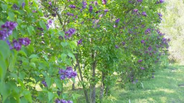 Baharda büyük leylak çalısı, güzel leylak çiçekleri