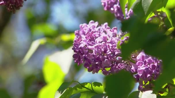 Великий бузковий кущ навесні, красивий бузковий квітучий — стокове відео