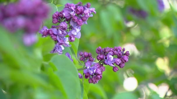 Gran arbusto lila en primavera, beaytiful flor lila — Vídeo de stock