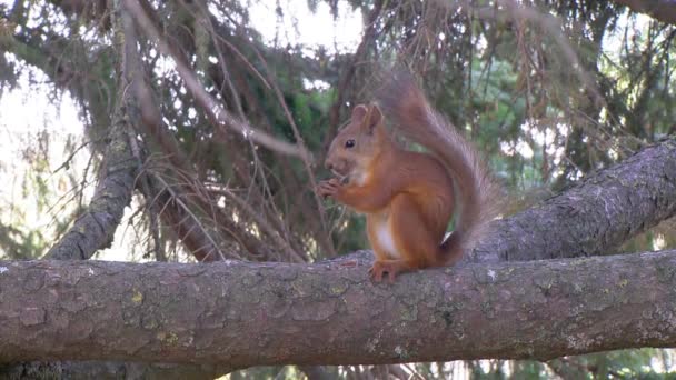 Écureuil assis sur une branche et mange une noix — Video