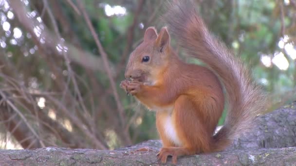 Ekorren sitter på en gren och äter en nöt — Stockvideo