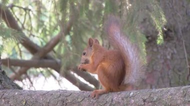 Sincap bir dala oturur ve fındık yer.
