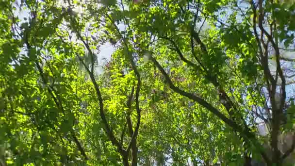 Großer Fliederstrauch im Frühling, schöne Fliederblüte — Stockvideo