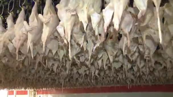 Industria avícola. Línea de producción de carne de pollo cruda . — Vídeos de Stock
