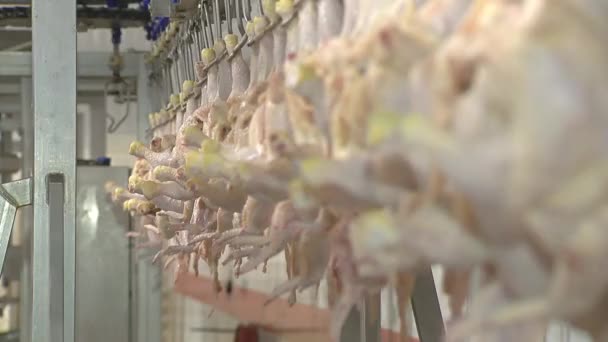 Industria avícola. Línea de producción de carne de pollo cruda . — Vídeos de Stock