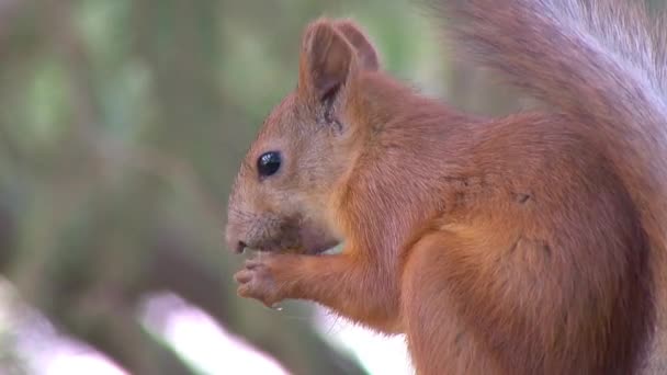 Squirrel sits on a branch and eats a nut — Stock Video