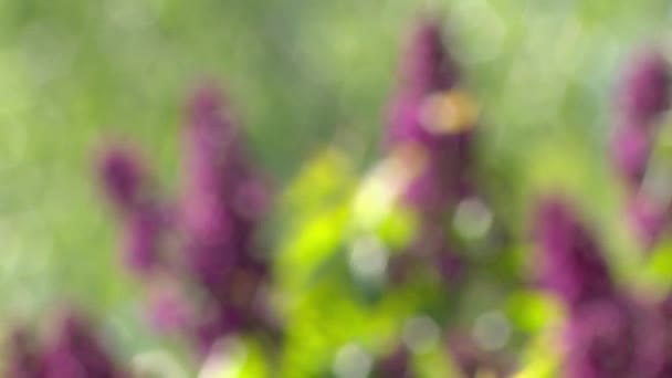 Gran arbusto lila en primavera, beaytiful flor lila — Vídeos de Stock