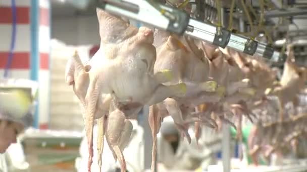 Industrie de transformation de la volaille. Ligne de production de viande de poulet crue . — Video