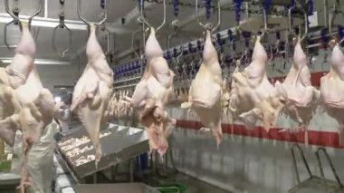 Kümes hayvanları endüstrisi. Çiğ tavuk eti üretim hattı.