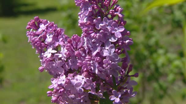 Великий бузковий кущ навесні, красивий бузковий квітучий — стокове відео