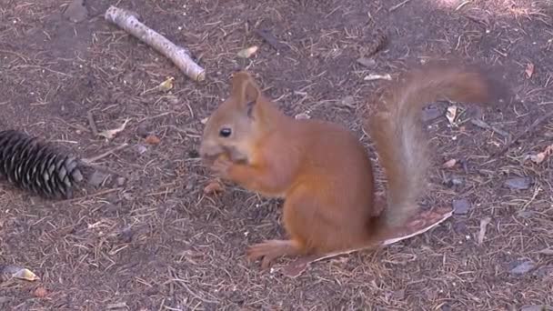 Eekhoorn zit op een tak en eet een noot — Stockvideo