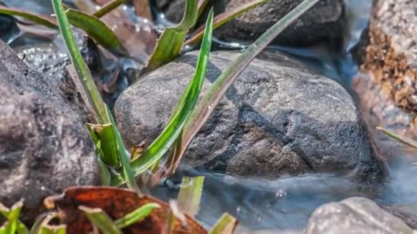 Parque Nacional Kanha, India. El río fluye a través de piedras y hierba . — Vídeos de Stock