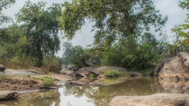 Kanha National Park, India. Landschap met een rivier en bosbomen. — Stockvideo