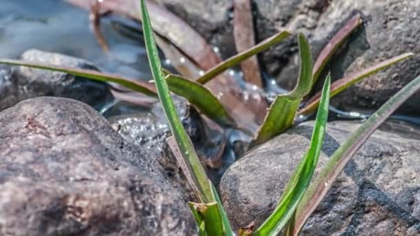 Parque Nacional Kanha, India. El río fluye a través de piedras y hierba . — Vídeos de Stock