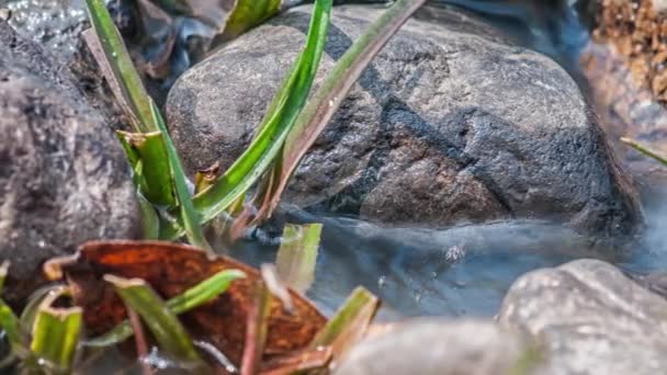 Parque Nacional Kanha, India. El río fluye a través de piedras y hierba . — Vídeos de Stock