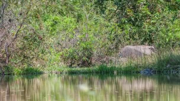 Εθνικό Πάρκο Kanha, Ινδία. Τοπίο με ποτάμι και δασικά δέντρα. — Αρχείο Βίντεο