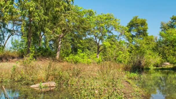 Kanha Ulusal Parkı, Hindistan. Nehir ve orman ağaçlarıyla kaplı bir manzara. — Stok video