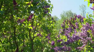 Baharda büyük leylak çalısı, güzel leylak çiçekleri