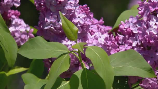 Gran arbusto lila en primavera, beaytiful flor lila — Vídeo de stock