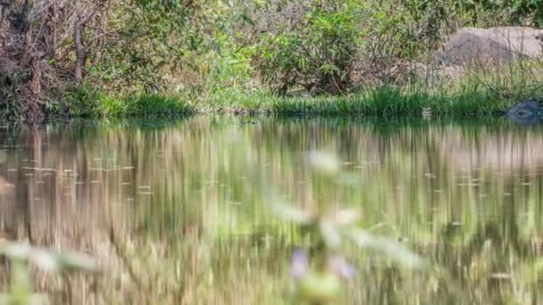 Εθνικό Πάρκο Kanha, Ινδία. Τοπίο με ποτάμι και δασικά δέντρα. — Αρχείο Βίντεο