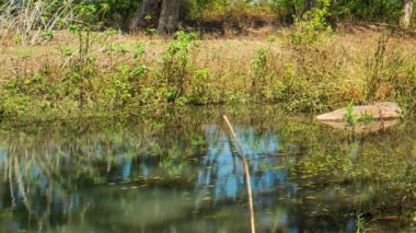 Kanha Ulusal Parkı, Hindistan. Nehir ve orman ağaçlarıyla kaplı bir manzara.