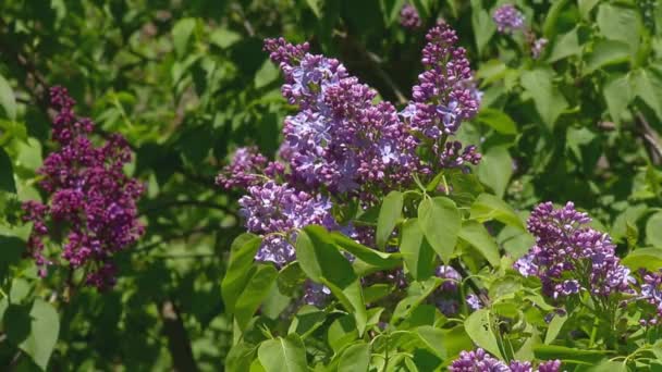 Großer Fliederstrauch im Frühling, schöne Fliederblüte — Stockvideo