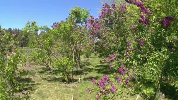 Baharda büyük leylak çalısı, güzel leylak çiçekleri — Stok video