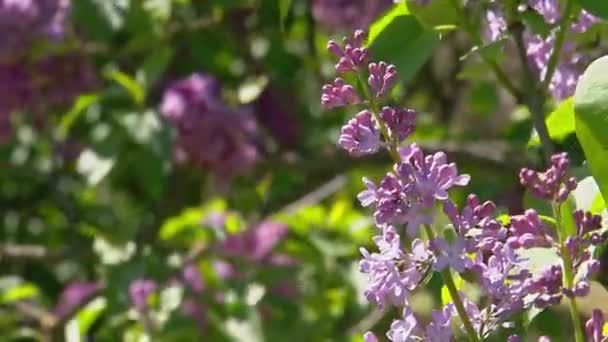 Arbusto lilás grande na primavera, florescendo lilás beaytiful — Vídeo de Stock