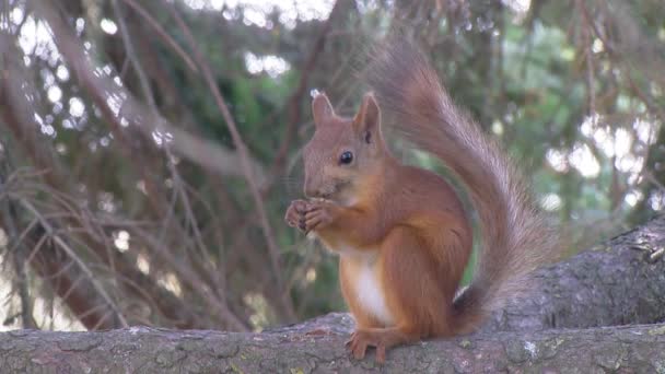 Écureuil assis sur une branche et mange une noix — Video