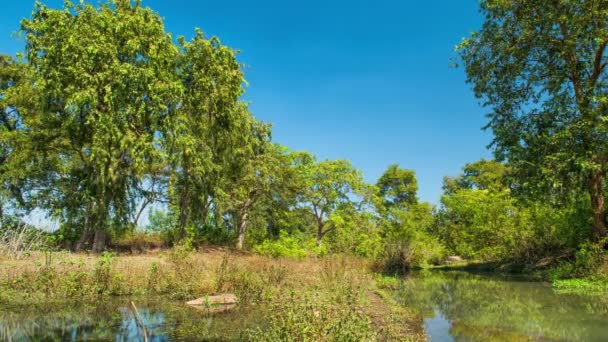 Parque Nacional de Kanha, Índia. Paisagem com um rio e árvores florestais . — Vídeo de Stock