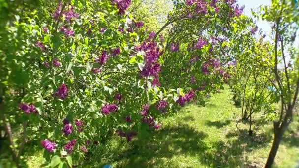 Arbusto lilás grande na primavera, florescendo lilás beaytiful — Vídeo de Stock