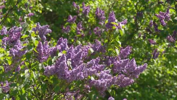 Big lilac bush in spring, beaytiful lilac blooming — Stock Video