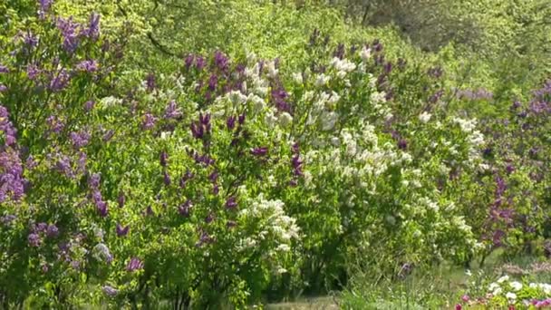 Stor syrenbuske på våren, vacker syrenblomma — Stockvideo