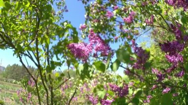 Baharda büyük leylak çalısı, güzel leylak çiçekleri